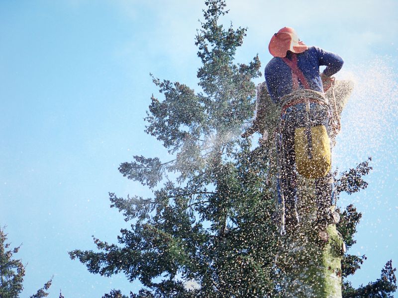 Palm Tree Removal in Reno, NV